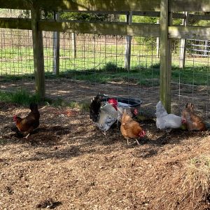 Farm Fresh Eggs (1 dozen)